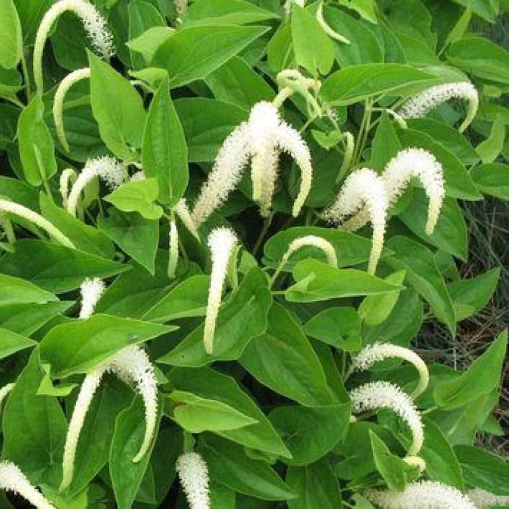 Lizard's Tail Plants - Bareroot Saururus cernuus - Winter Hardy Aquatic Pond Plant for Wetlands & Water Gardens