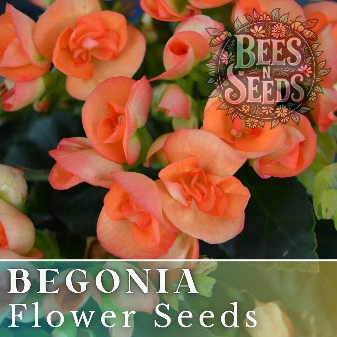 Begonia Seeds - Juicy Tart - Non-GMO Flower Seeds for Gardens & Containers - Begonia x tuberhybrida