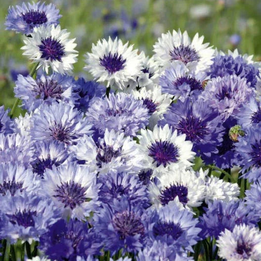 Cornflower Seeds - Fantastic Mix, Non-GMO, Vibrant Colors, Attracts Pollinators, 200 Seeds, Centaurea cyanus