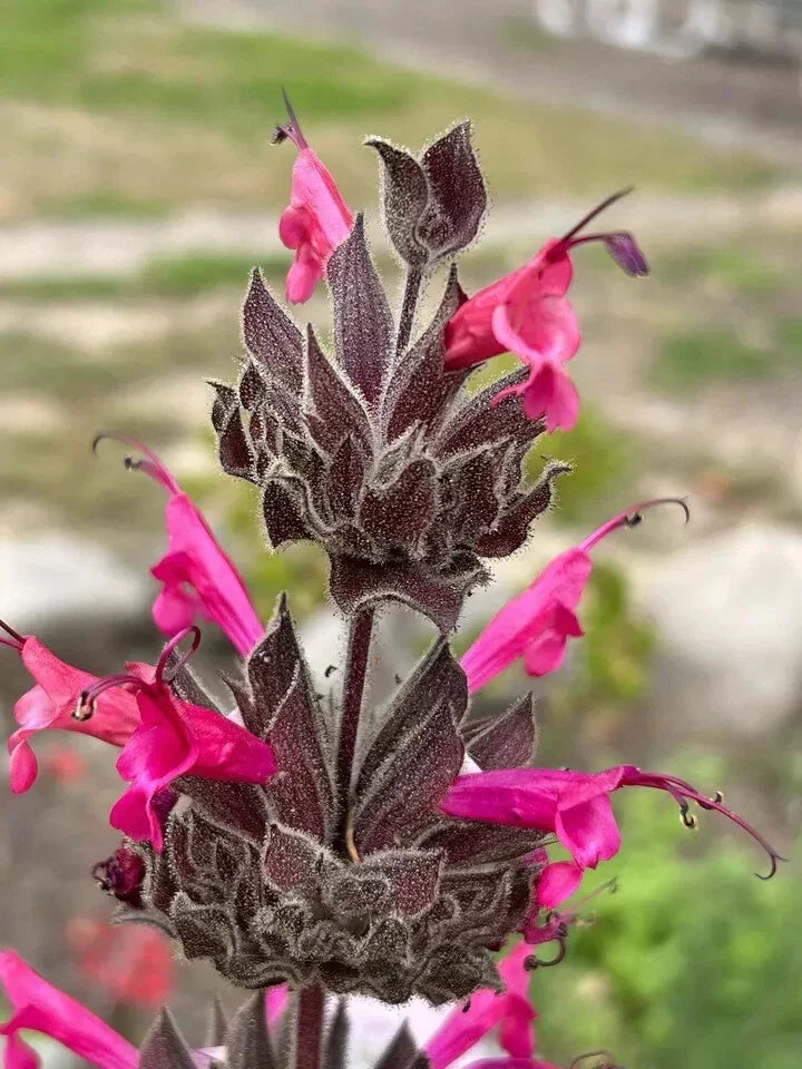 Hummingbird Sage Seeds - 10 Pack - Salvia spathacea - Native Drought Tolerant Plant
