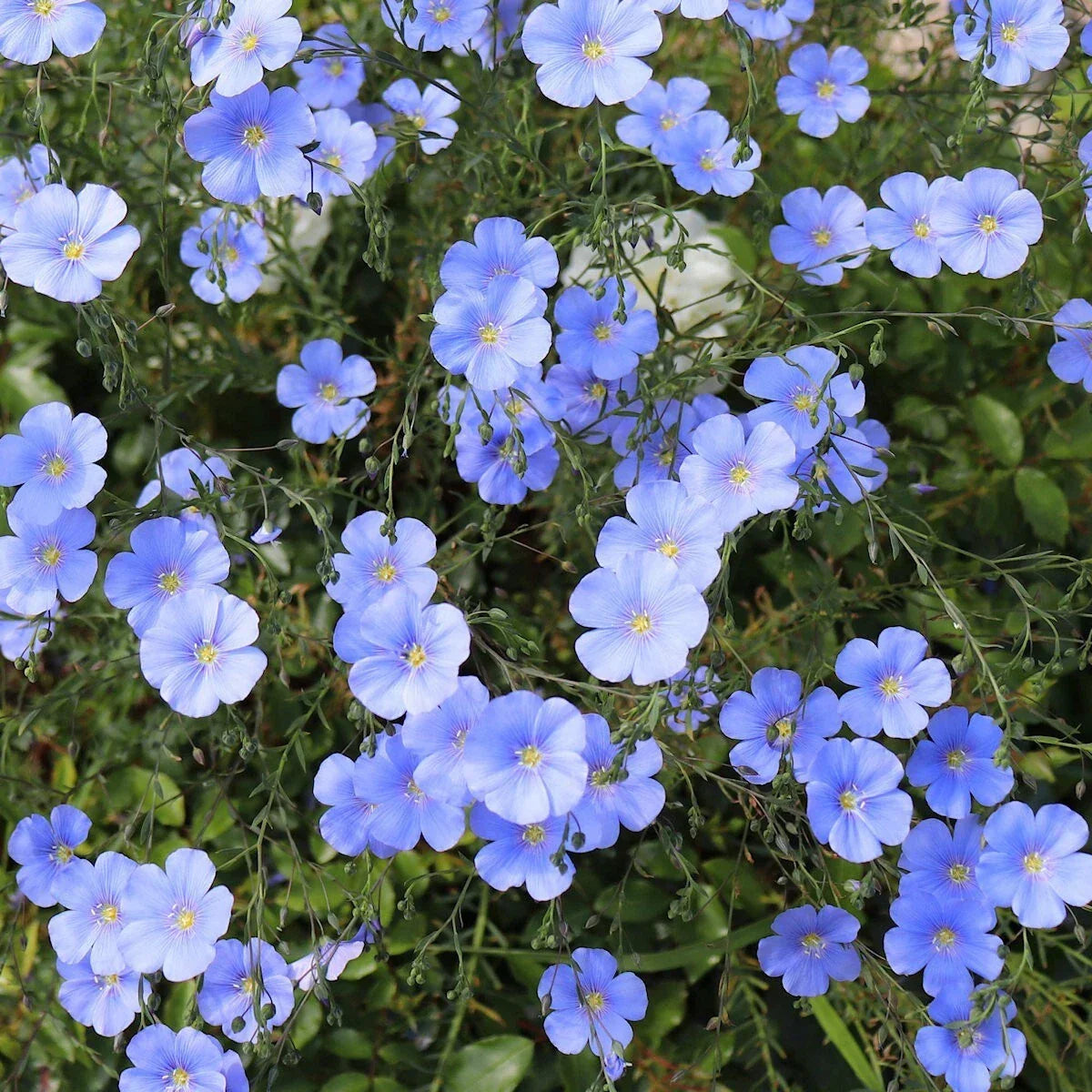 Blue Flax Wildflower Seeds 1/4 Lb Mylar Packet - Linum lewisii by Everwilde Farms