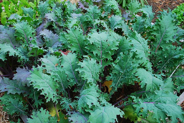 Red Russian Kale Seeds - Heirloom Brassica oleracea var. sabellica, Oak Leaf Cut, Hardy to -10°F, Non-GMO, Cold Climate Gardening