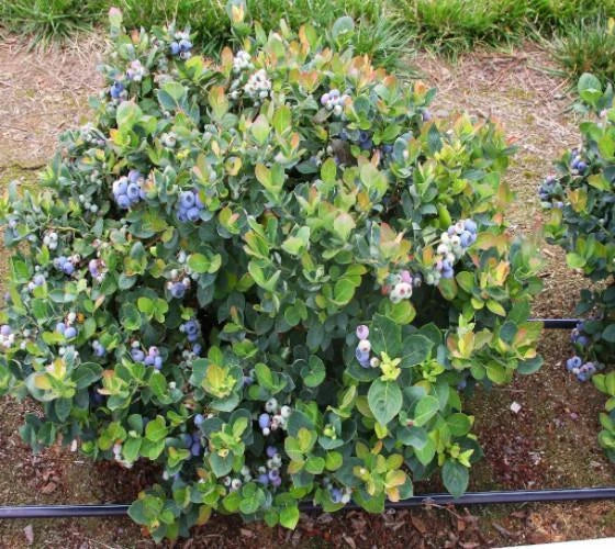 Top Hat Dwarf Blueberry Starter Plant - Vaccinium corymbosum 'Top Hat' - Compact Edible Shrub for Small Gardens & Containers