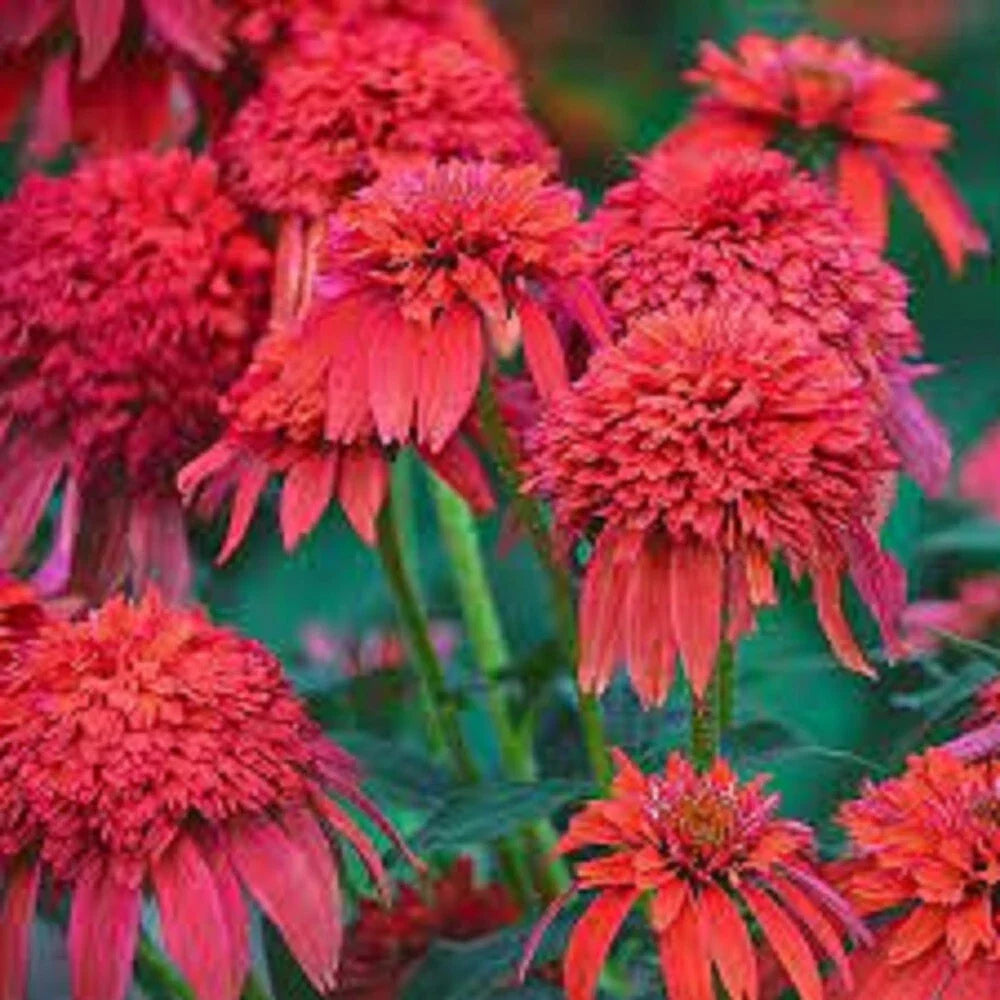 50 Echinacea purpurea Seeds - Mandarin Double Scoop Perennial Flowers for Garden, Borders, Containers