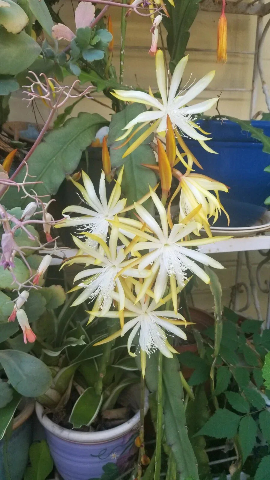 Yellow Epiphyllum Cutting 6-8 Inch Unrooted Fresh Possibly Fruhlings Gold