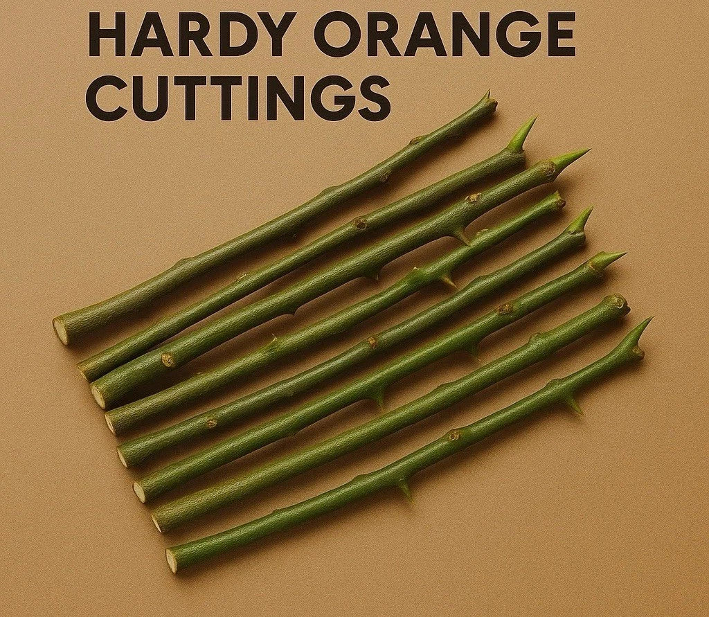 Fresh Trifoliate Hardy Orange Cuttings 10x | Cold-Hardy Citrus Poncirus trifoliata for Propagation