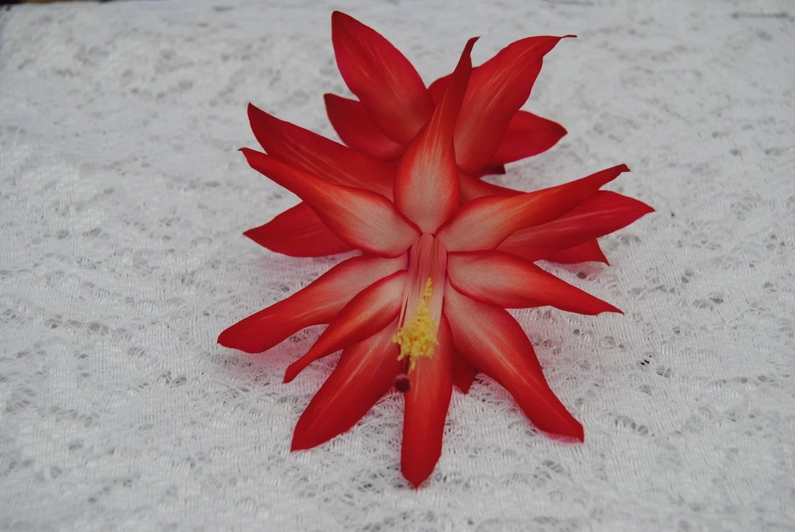 Christmas Cactus Starter Plant - Schlumbergera Truncata - Exotic Dancer Variety - Well-Rooted Indoor Plant