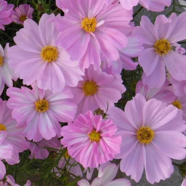 Apollo Lovesong Cosmos Seeds - 200+ Pack, Pink & White Annual Flowers, Cosmos bipinnatus, Garden Planting, Vibrant Blooms