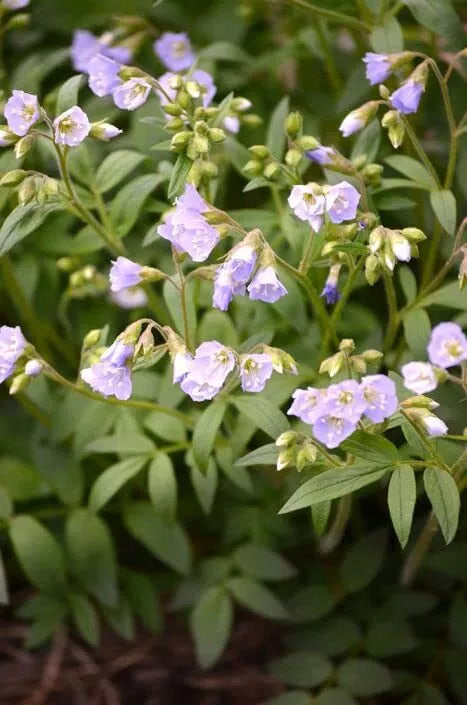 Jacob's Ladder Wildflower Seeds - Blue Flowers - Polemonium reptans - Native Perennial - 50 Seeds
