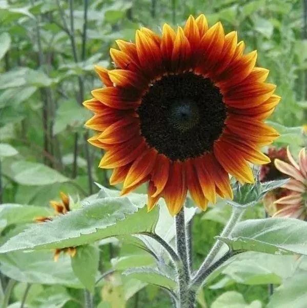 25+ Heirloom Earthwalker Sunflower Seeds - Rare Multi-Colored Helianthus annuus