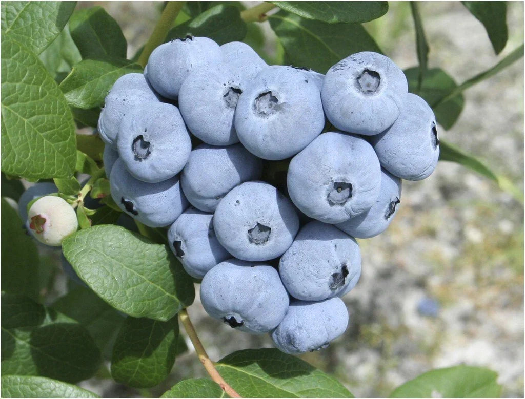 Talisman Blueberry Plant in 5.25" Pot | Fast Growing Edible Perennial with Large Berries