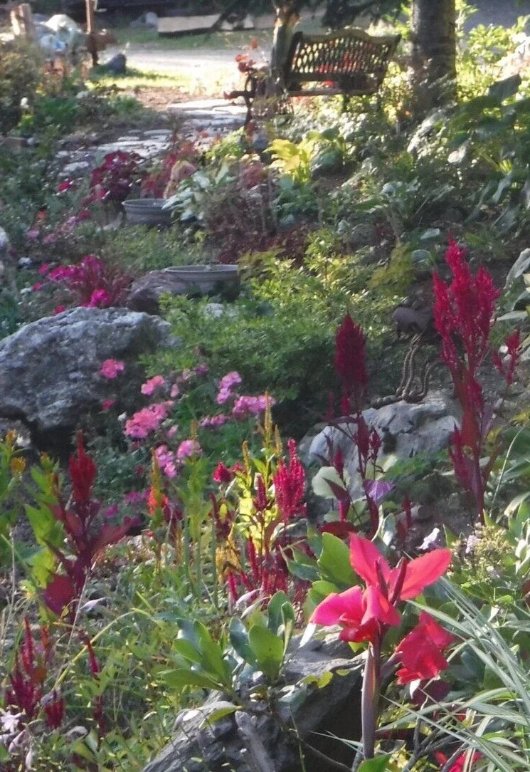 Celosia Seeds - Feather Mix, 25+ Seeds, Vibrant Color, Celosia argentea var. cristata, Annual Flower for Garden Beds & Cut Flowers