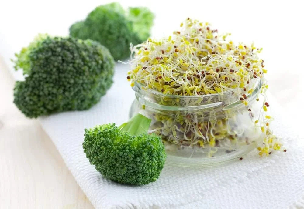 Broccoli Sprout Seeds 500 Count - Easy Fast Growing Brassica oleracea var. italica for Home Gardening