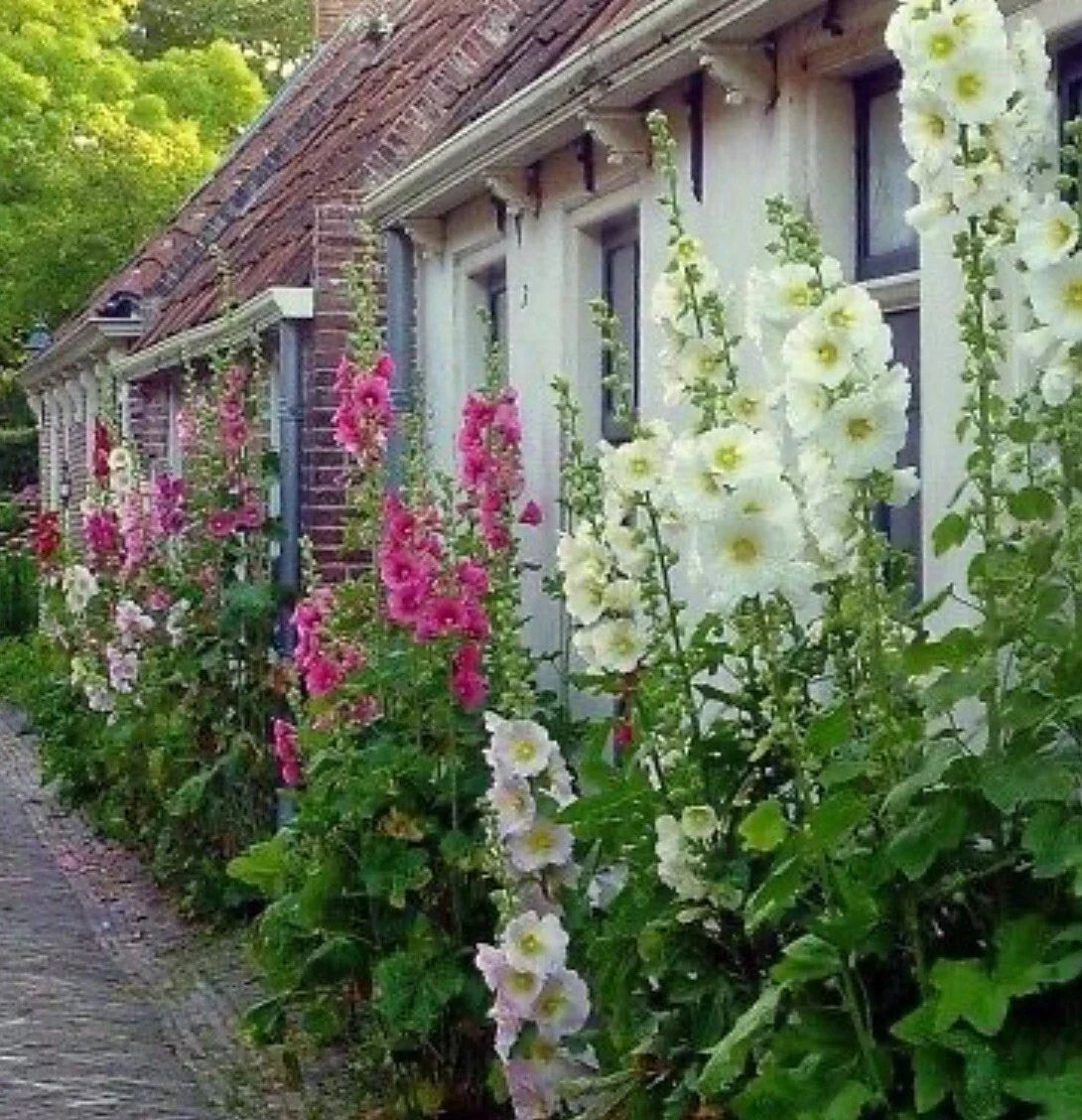 Hollyhock Flower Seeds Mix - 60+ Heirloom Seeds - Colorful Indian Spring Varieties - Alcea rosea Seed Packet
