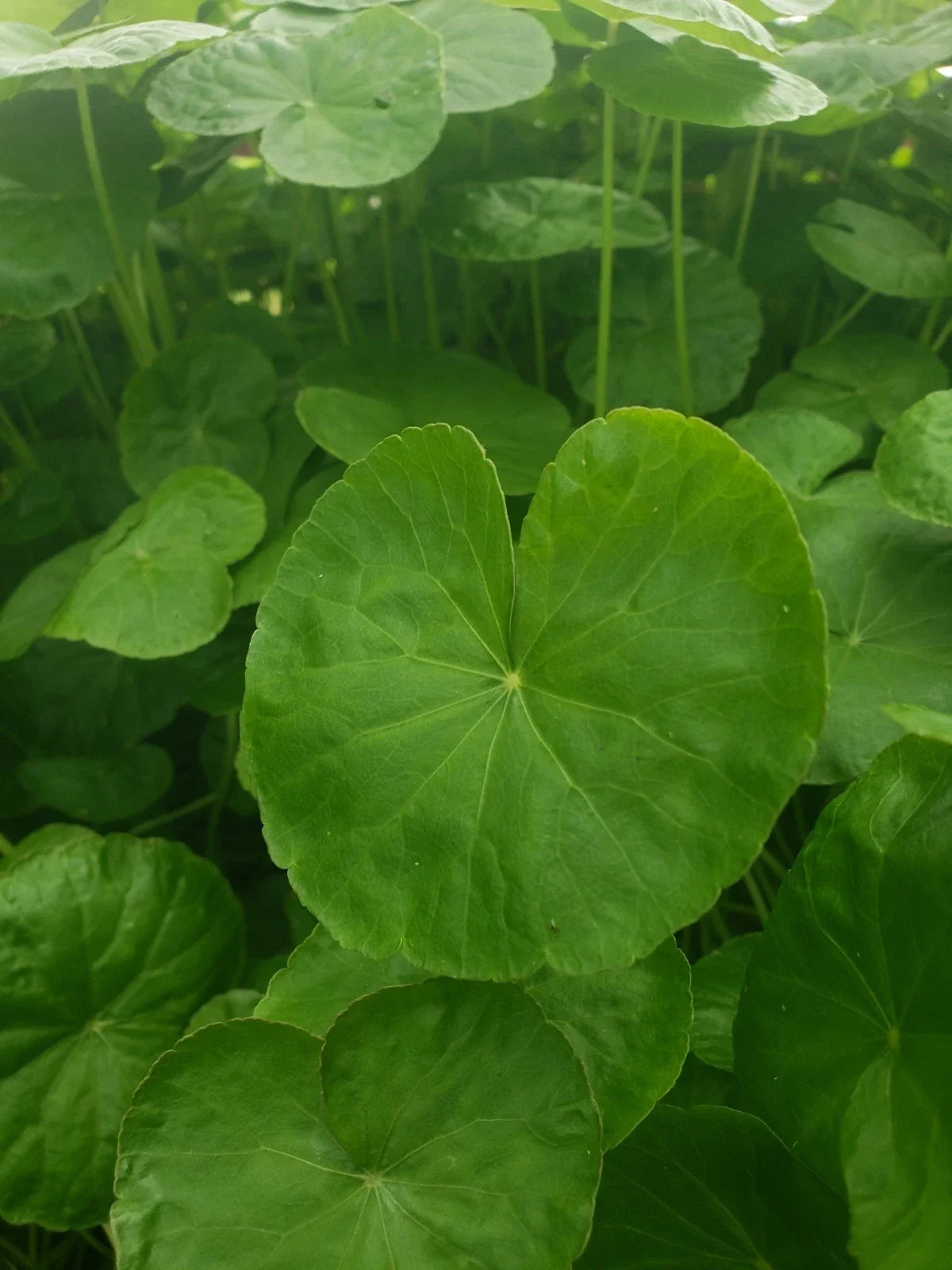 Bare Root Gotu Kola Plants - Centella Asiatica Perennial Herb for Garden & Culinary Use, 15 Pack