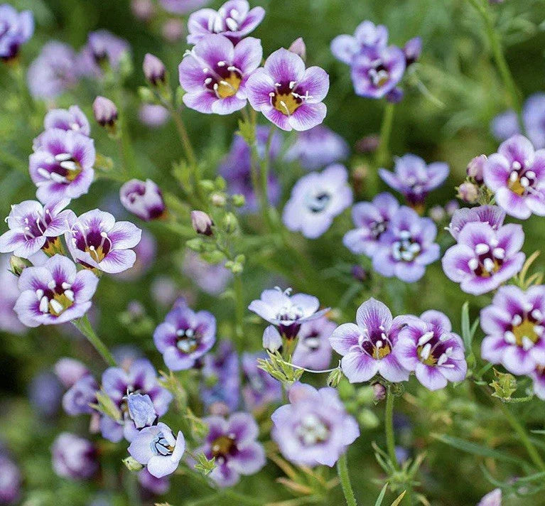 Bird's Eyes Seeds - 1000 Gilia Tricolor Seeds - USA Seller