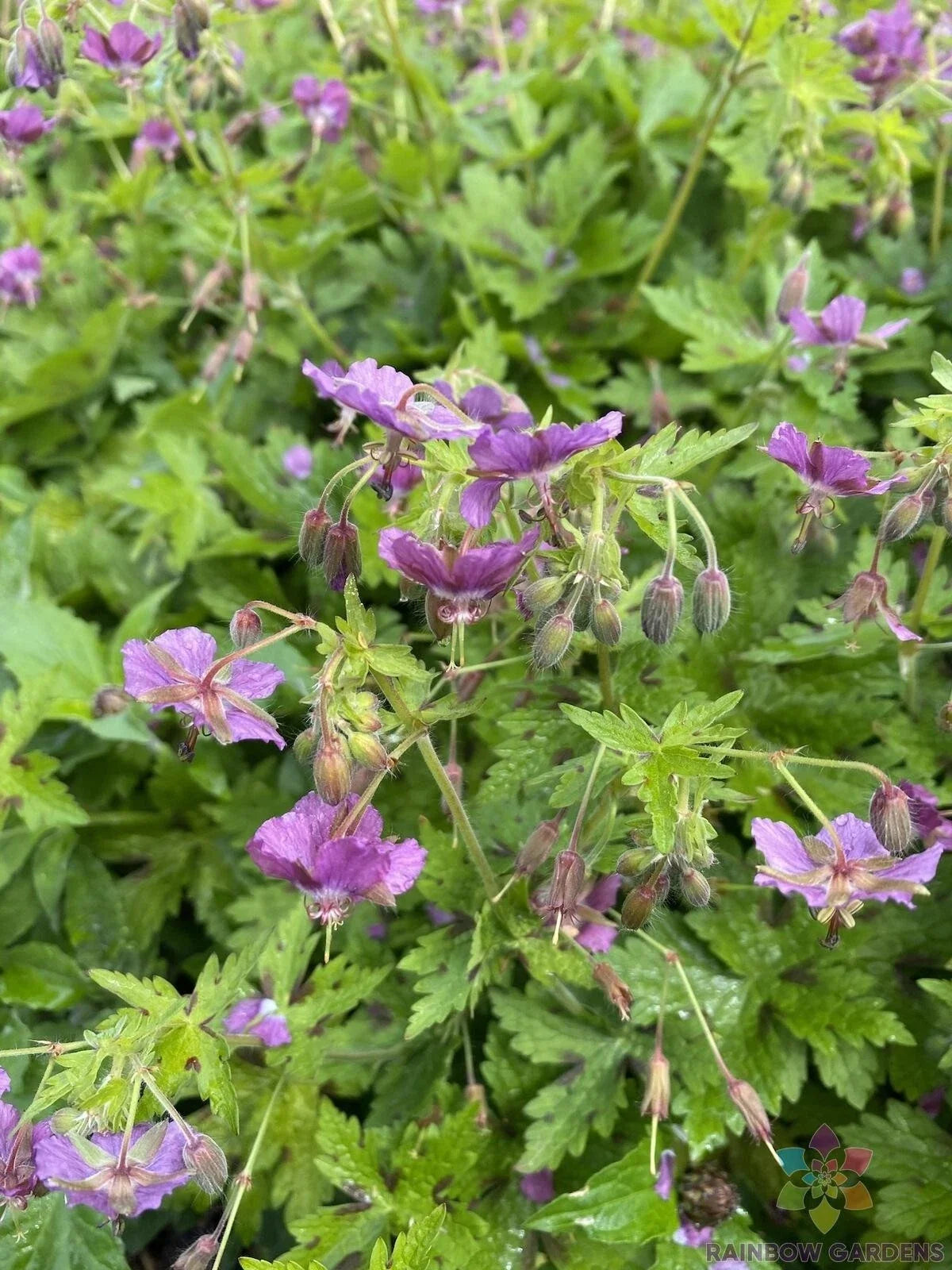 Claudine Dupont Geranium Seeds - Pelargonium x hortorum - 25+ Pack for Garden Planting, Borders, Containers