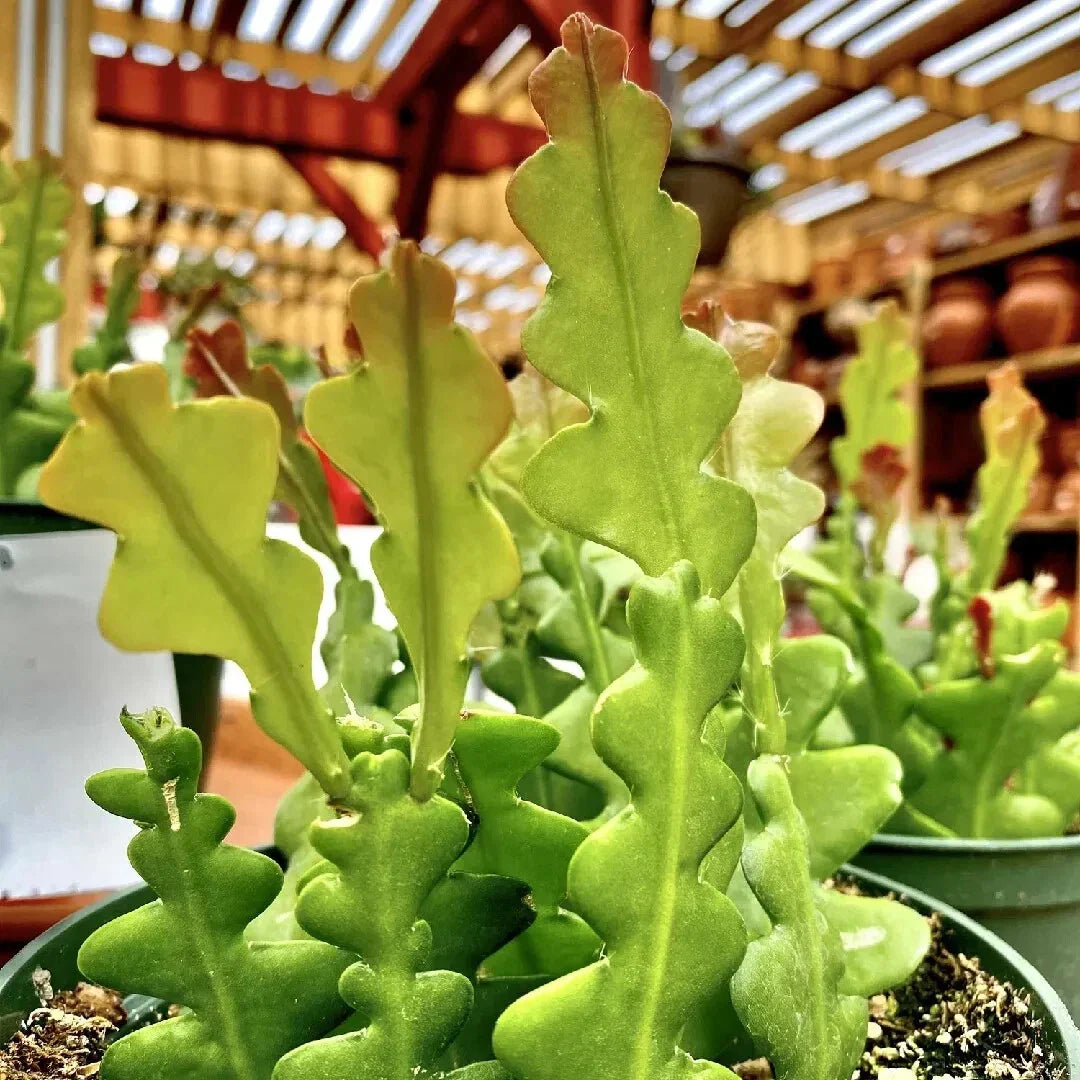 Live Fishbone Cactus – 6" Tall Zigzag Succulent in 2" Pot – Epiphyllum anguliger