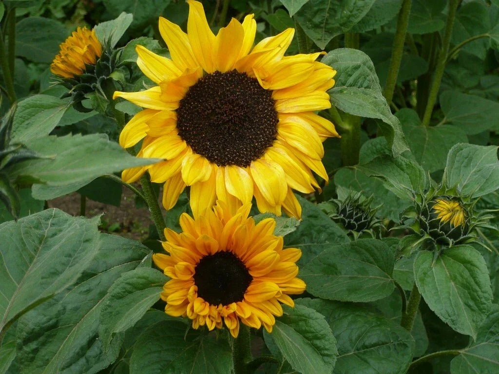 Sunflower Seeds - 25 Pack Soraya Helianthus annuus Non-GMO Garden Planting for Bright, Tall Sunflowers