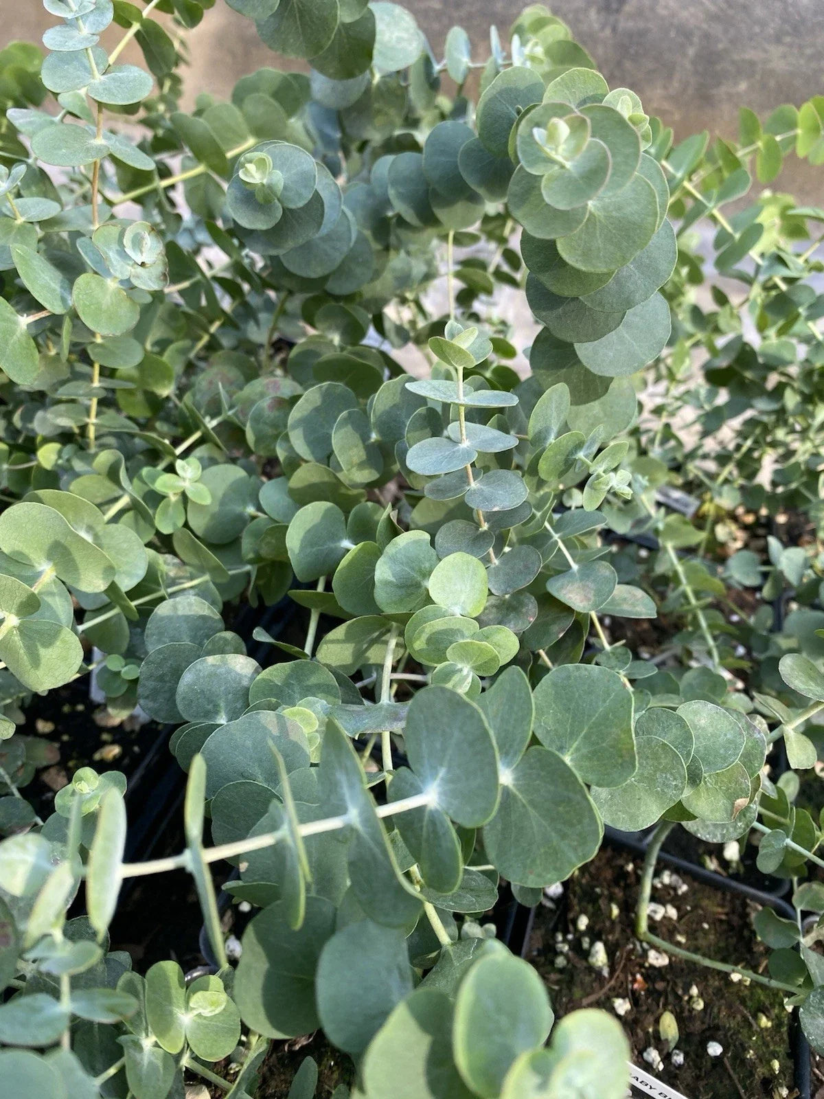 Baby Blue Eucalyptus Plant in 4 Inch Pot | Pulverulenta Eucalyptus Live Indoor Outdoor Greenery