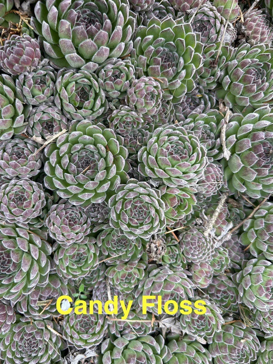 10 Candy Floss Hens and Chicks Sempervivum Succulents - Hardy Perennials for Zones 4-8