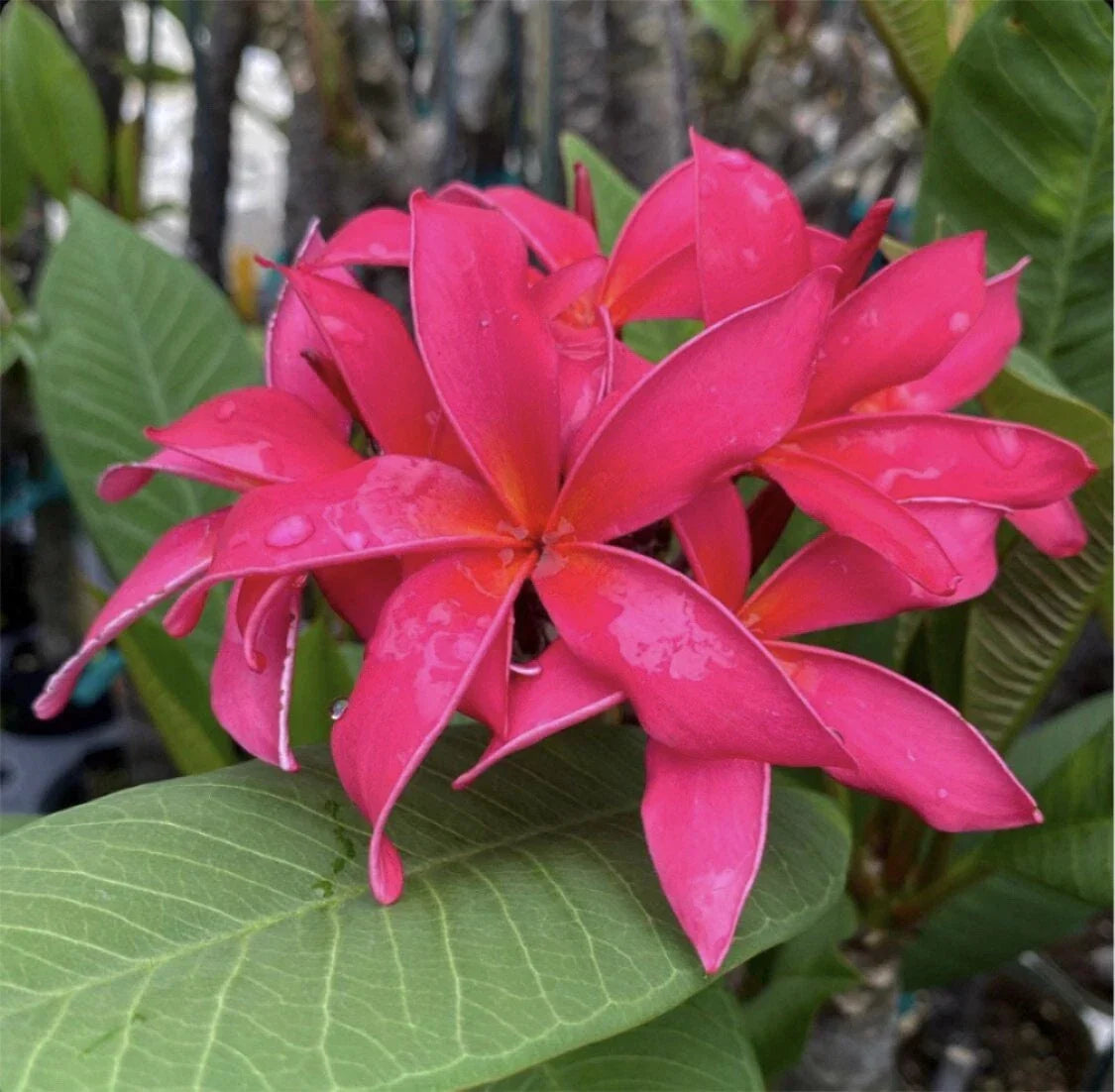 Rooted Plumeria Cutting 16" Fuchsia Queen - Tropical Plumeria rubra Plant for Gardens & Containers
