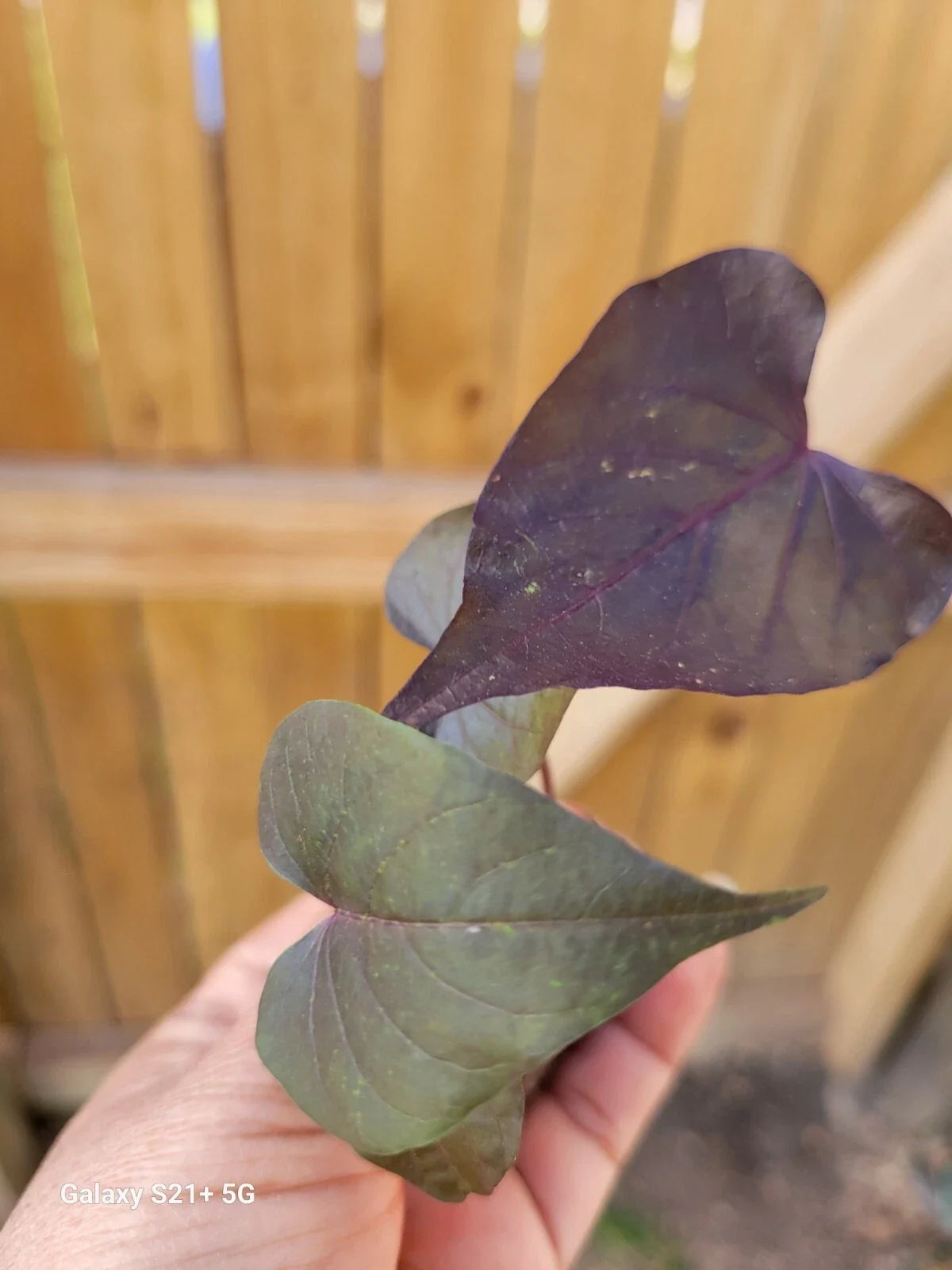 Ipomoea Black Heart Live Plant | Trailing Sweet Potato Vine | Dark Foliage | Well-Rooted Annual | Ipomoea batatas