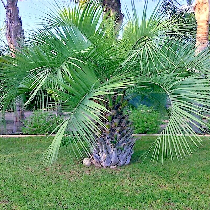 10 Jelly Pindo Palm Tree Seeds - Butia capitata - Cold Hardy Tropical Fruit Seeds