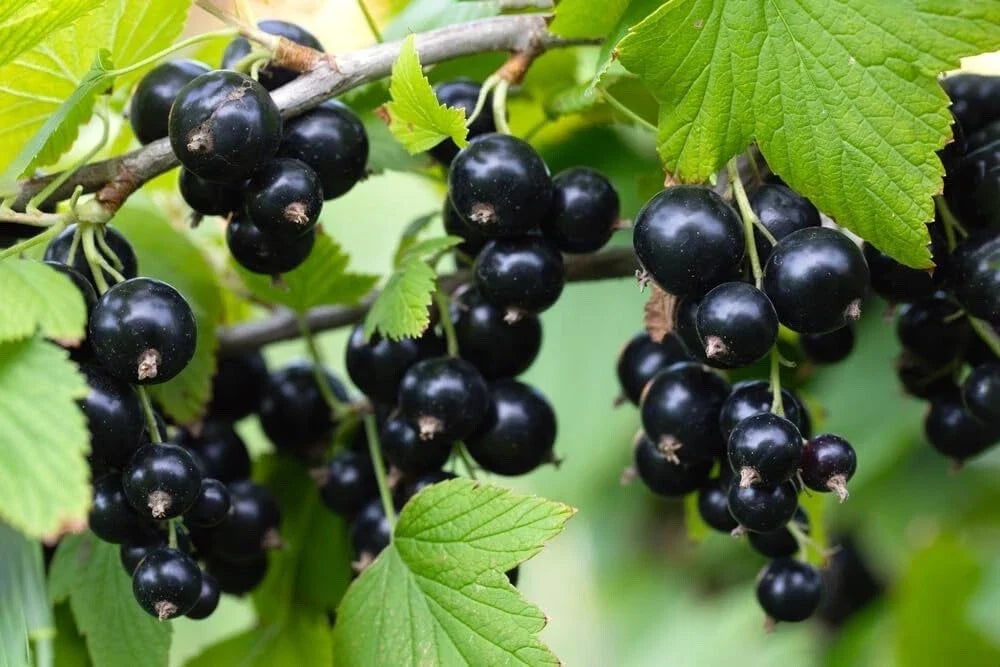 Black Currant Seedling - Rooted Plant for Gardening - Ribes nigrum - Easy to Grow, Fruit-Bearing Bush