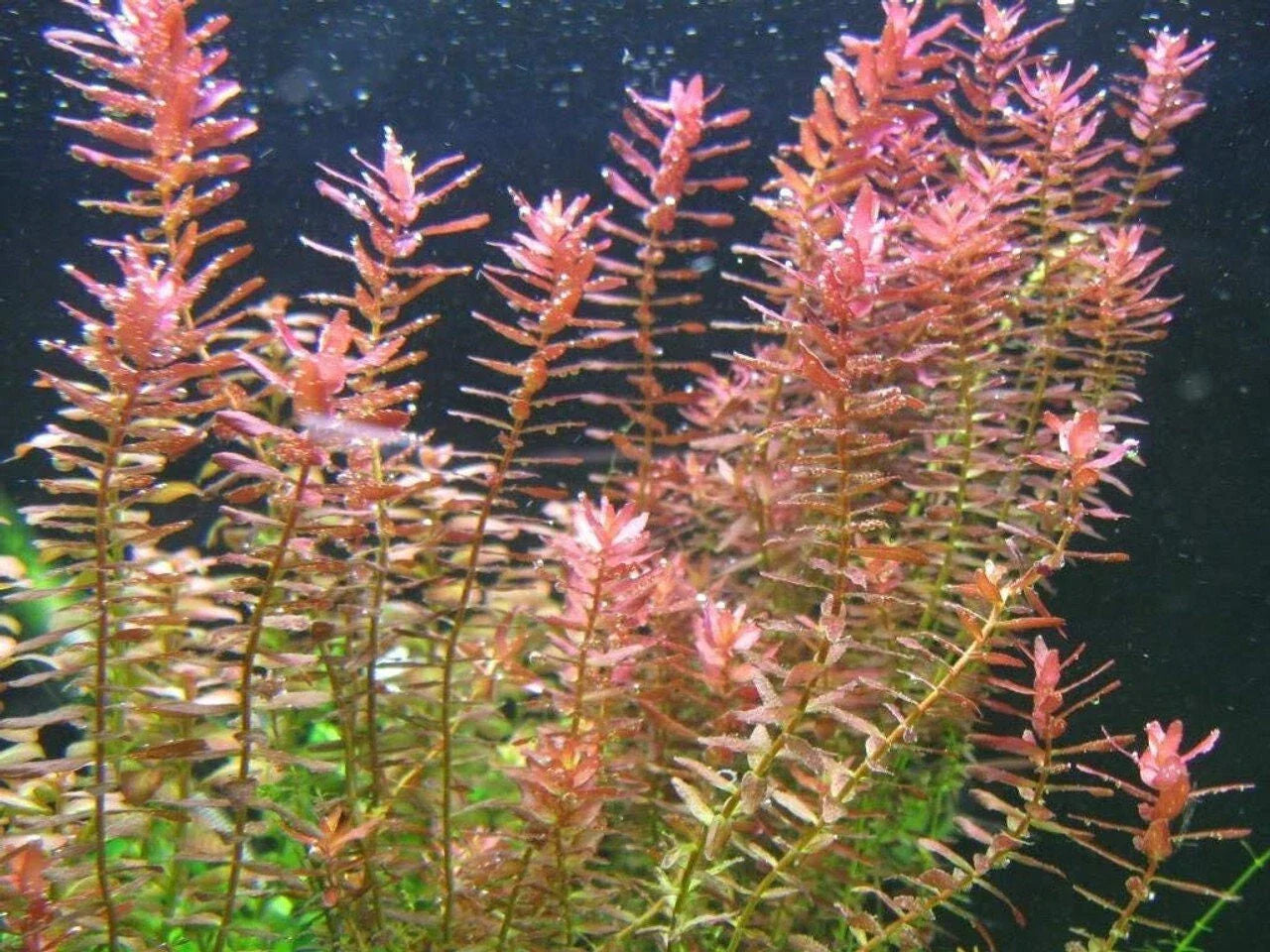 Rotala Indica 7 Stems - Live Aquarium Plant for Freshwater Tanks