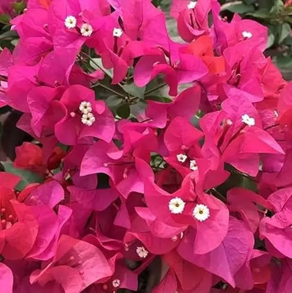 Bougainvillea Plant 5-10" in 4" Pot with Red Purple Flowers, Drought-Tolerant, Climbing, Full Sun, Garden, Fence, Trellis