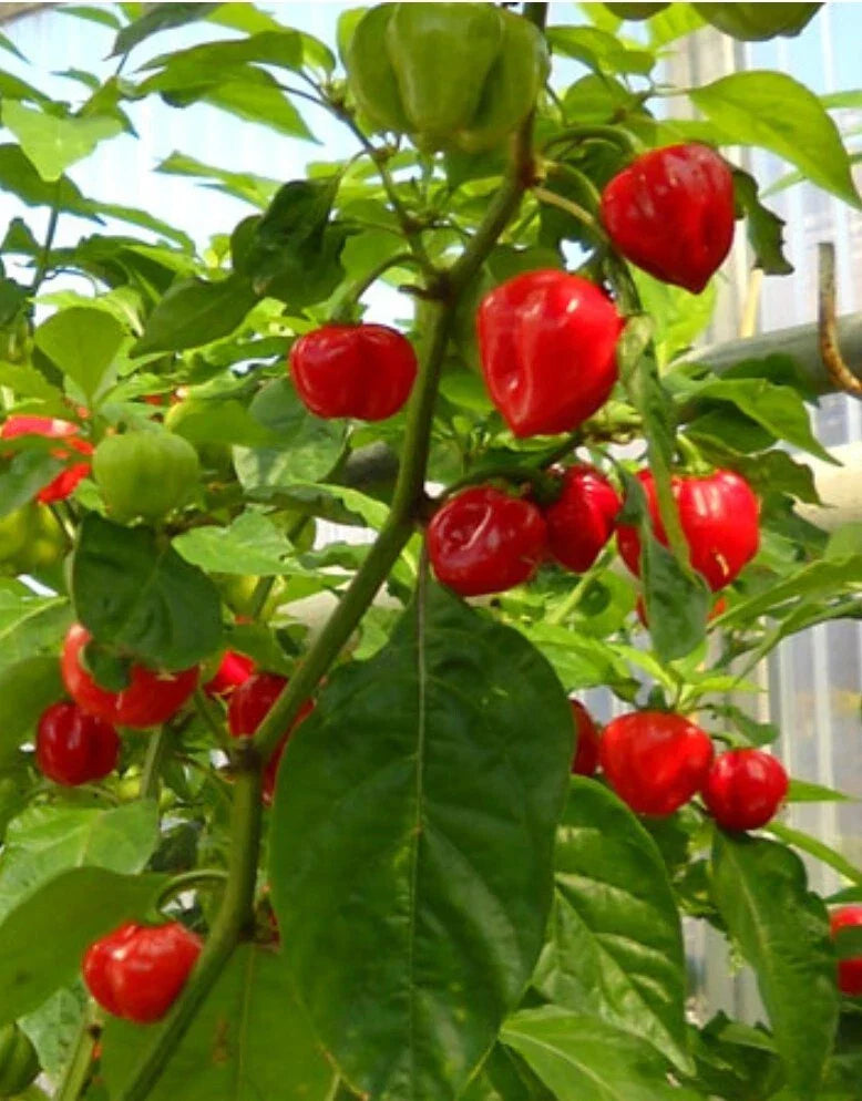 Red Habanero Pepper Seeds - 20+ Organic Capsicum chinense Seeds