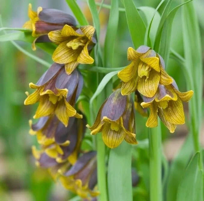 Fritillaria Bulbs for Planting - Uva-Vulpis - Perennial Flowering Garden Plants - Scientific Name: Fritillaria uva-vulpis