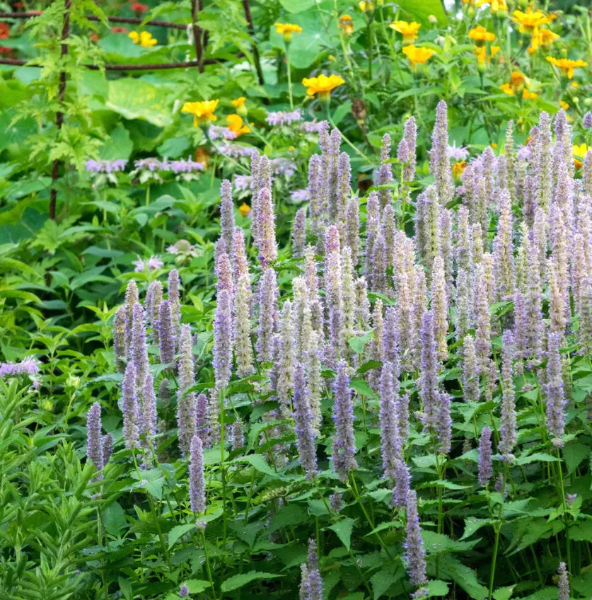 Hyssop Seeds - Giant Lavender Blue Agastache Perennial Flower - 200 Count