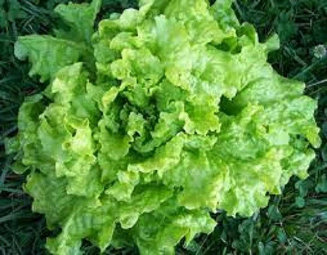 Black Seeded Simpson Leaf Lettuce Seeds - Organic Heirloom, Non-GMO, Lactuca sativa, Salad Greens, Fresh Seeds