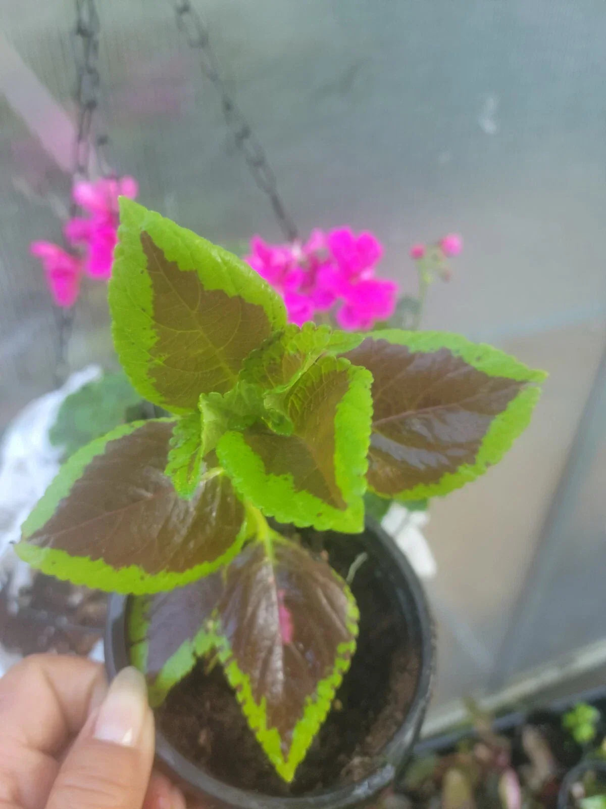 Coleus Plant 4 Inch Pot - Colorful Foliage, Easy Care Indoor & Outdoor