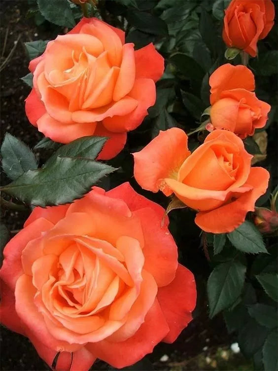 Bright Orange Rose Seeds - Perennial Flower Seeds for Garden - Rosa spp. - Bright Orange Blooms, Easy to Grow, Attracts Pollinators