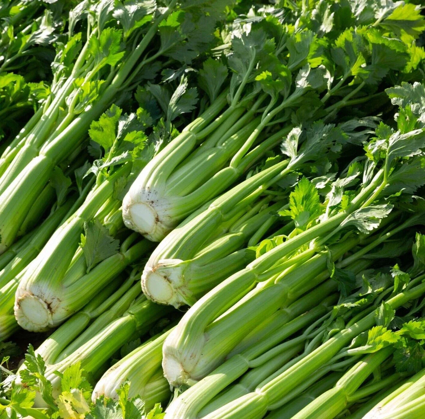 Celery Seeds 2000+ Count Utah 52-70 Apium graveolens Vegetable Garden, High Germination, Free Shipping
