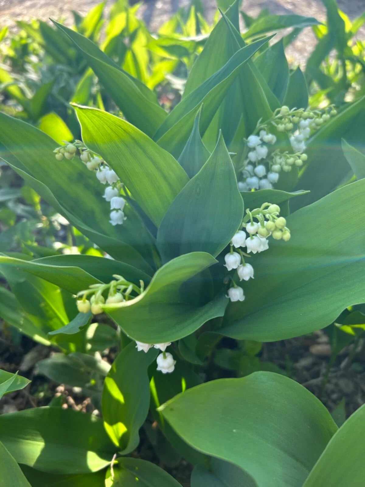 Lilly of the Valley Bare Root Plants – 10 Perennials, Convallaria majalis, Fragrant Bell-Shaped Flowers, Organic & Pesticide-Free