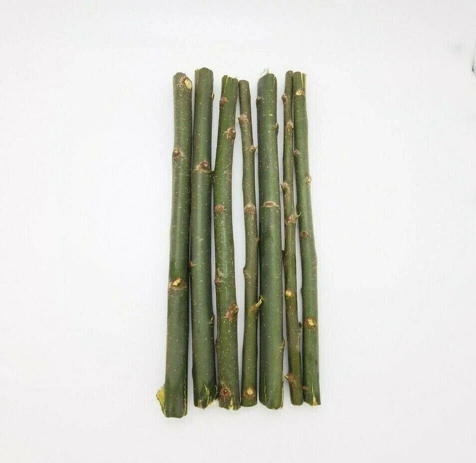 Austree Hybrid Willow Tree Cuttings - Fast Growing Salix x 'Austree' for Privacy & Landscaping