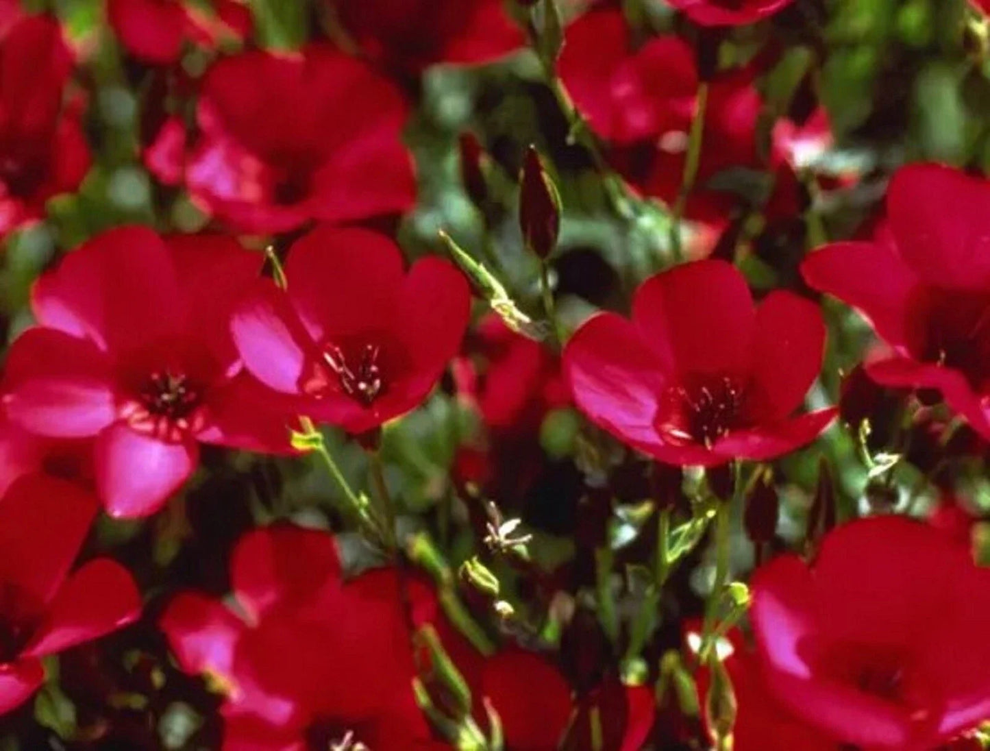 Scarlet Flax Seeds 200 Count - Linum usitatissimum - Non-GMO, Heirloom, Easy to Grow for Gardens, Borders, and Wildflower Gardens