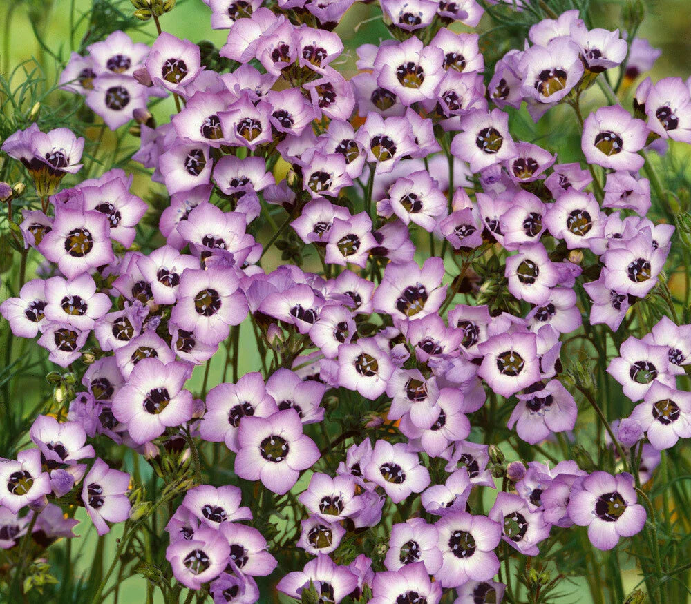 Bird's Eyes Gilia Seeds - 500+ Tricolor Annual Flowers - Attract Hummingbirds - USA Shipping