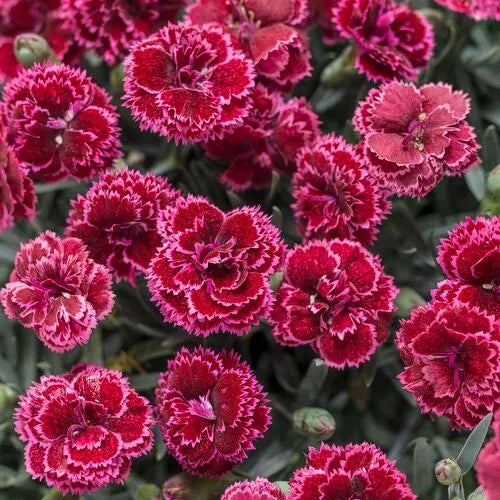 Black Cherry Carnation Seeds - 100 Perennial Dianthus Flower Seeds - Dark Cherry Red Blooms