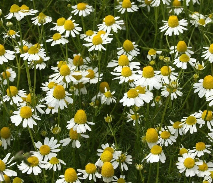 German Chamomile Seeds - Apple Scented, Flowering, for Teas & Potpourris - Matricaria chamomilla, 100 Seeds