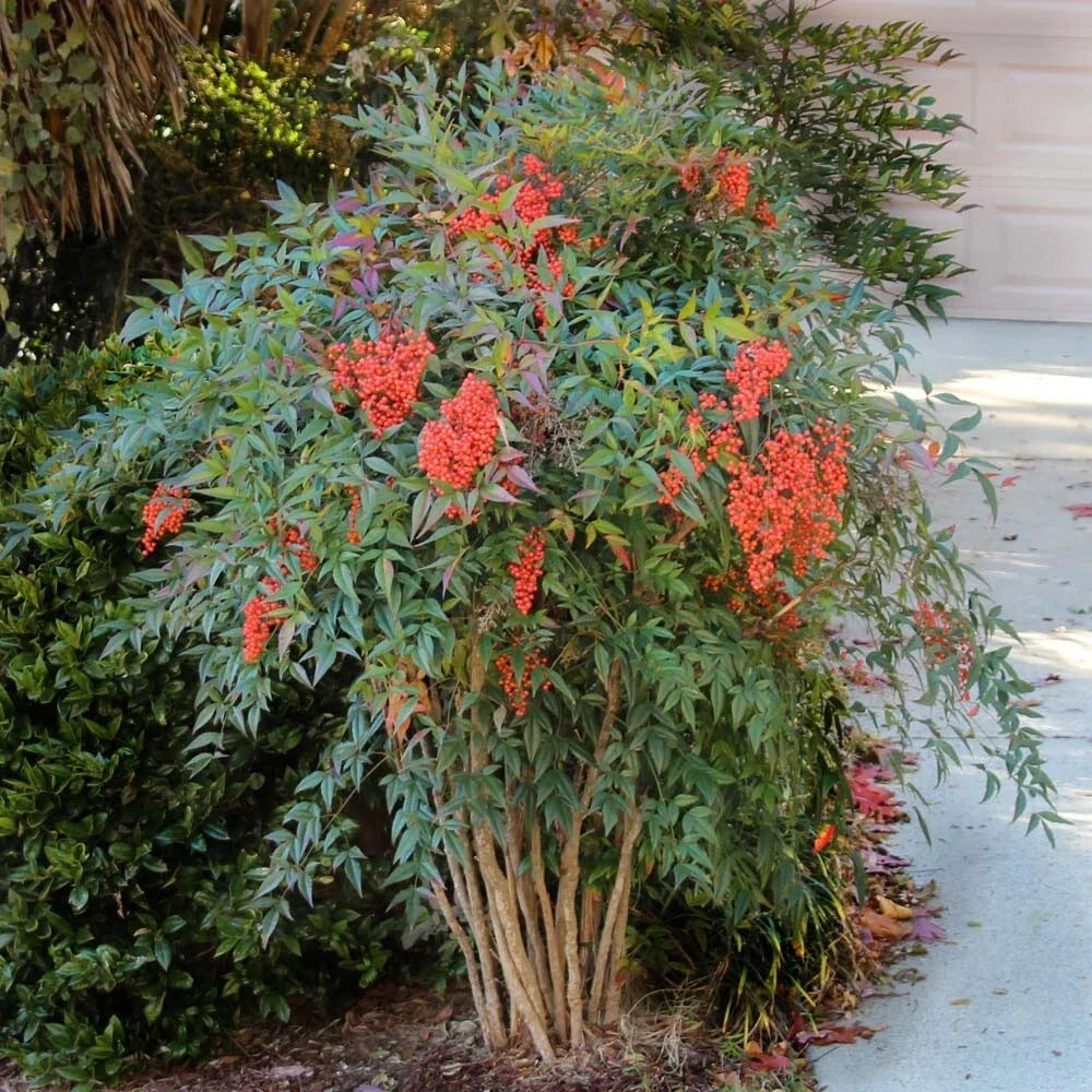Evergreen Nandina Bush Shrub - Fully Rooted Heavenly Bamboo Ornamental Plant - Drought-Tolerant, Low Maintenance, Year-Round Foliage