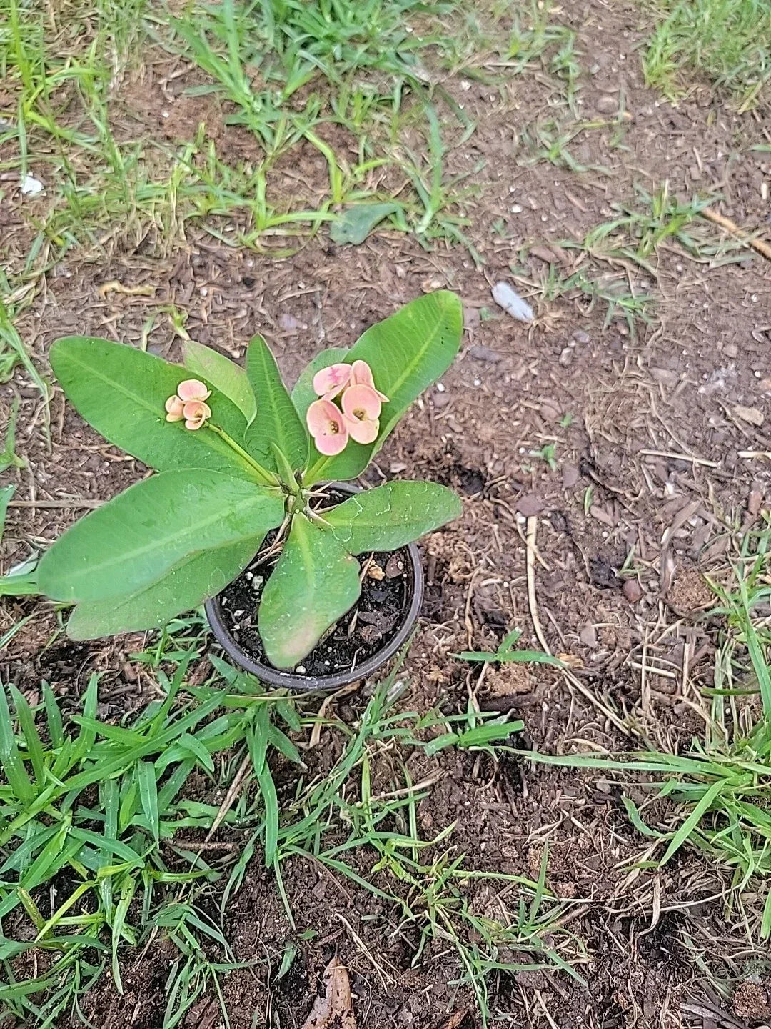 Thai Hybrid Crown of Thorns Plant - Euphorbia milii in 4” Pot