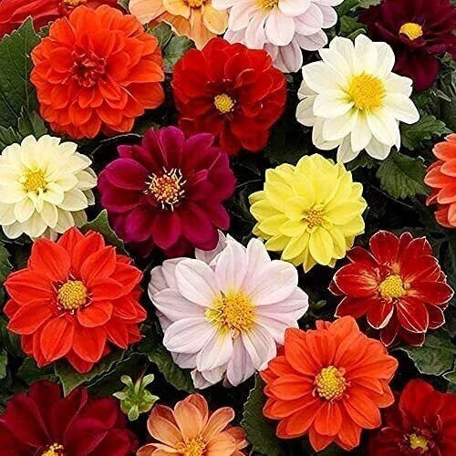 Bedding Dahlia Seeds - 25 Pack - Colorful Varieties - Dahlia pinnata Perennial Flower Seeds for Garden, Borders, Pots
