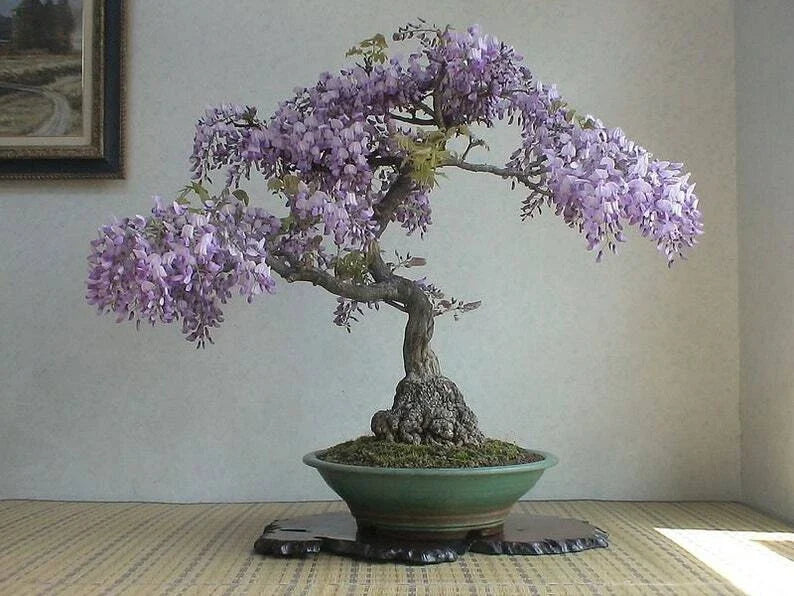 Bonsai Tree Seeds 50 Pack Royal Empress Tree Paulownia tomentosa for Indoor & Outdoor Gardening