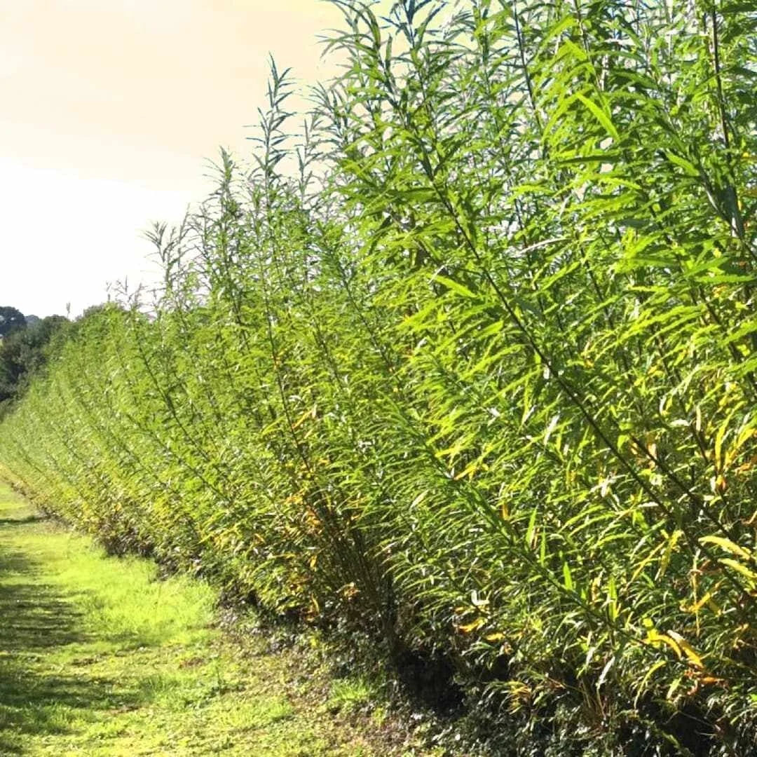Austree Hybrid Willow Hedge Cuttings - 25 Fast Growing Privacy Trees for Screens & Windbreaks