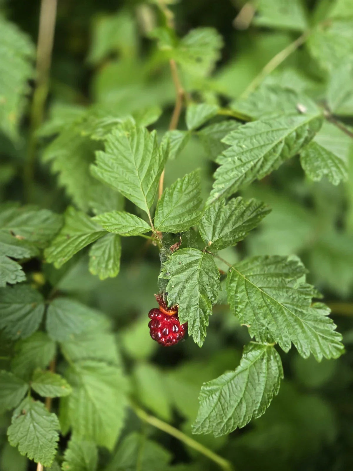 Live Salmonberry Plant Bare Root - Rubus Spectabilis - PNW Grown Edible Berry Bush